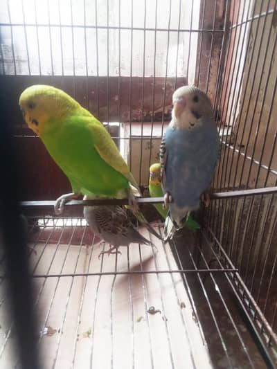 3 baby budgie Australian parrorts baby 3 months  hand training ka Lia