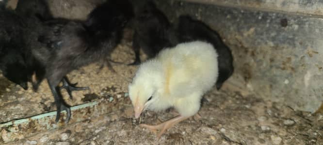 Ayam cemani | buff black alue and white