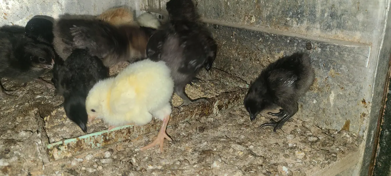 Ayam cemani | buff black alue and white — photo 2