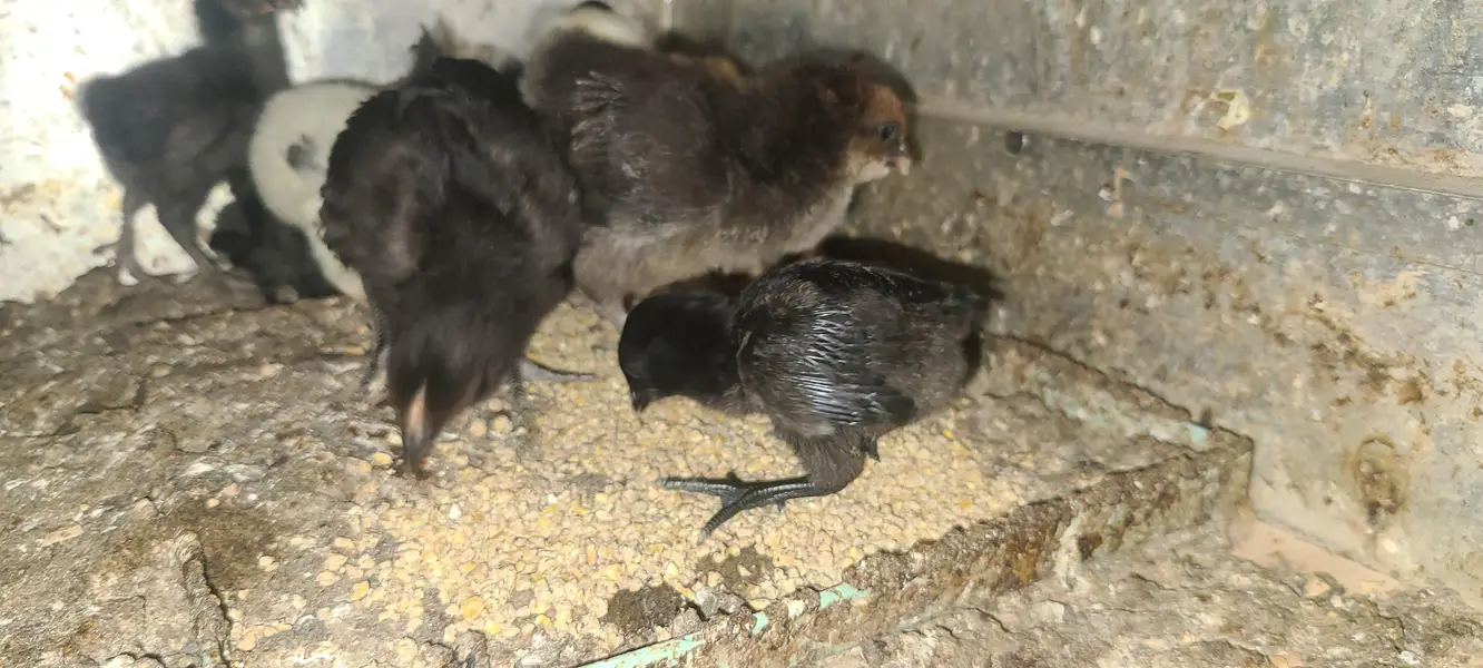 Ayam cemani | buff black alue and white — photo 3
