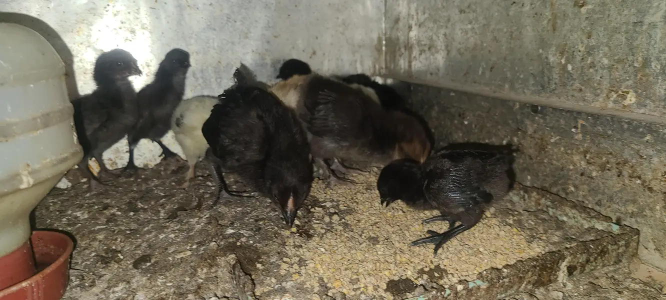 Ayam cemani | buff black alue and white — photo 4
