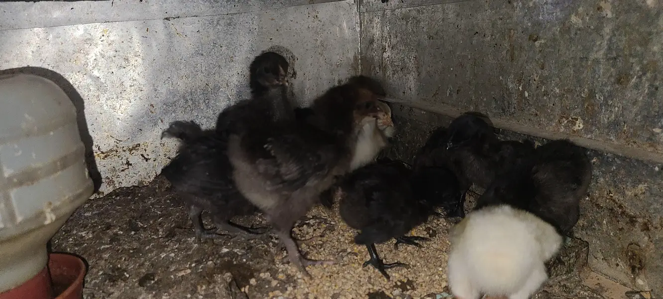 Ayam cemani | buff black alue and white — photo 5