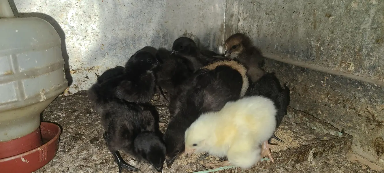 Ayam cemani | buff black alue and white — photo 6