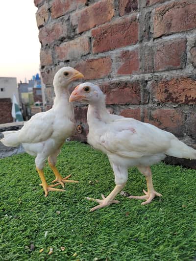 Heera Aseel Chicks ( 03134112977 ) Per piece 3500