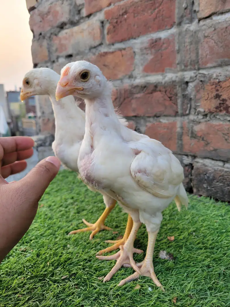 Heera Aseel Chicks ( 03134112977 ) Per piece 3500 — photo 2
