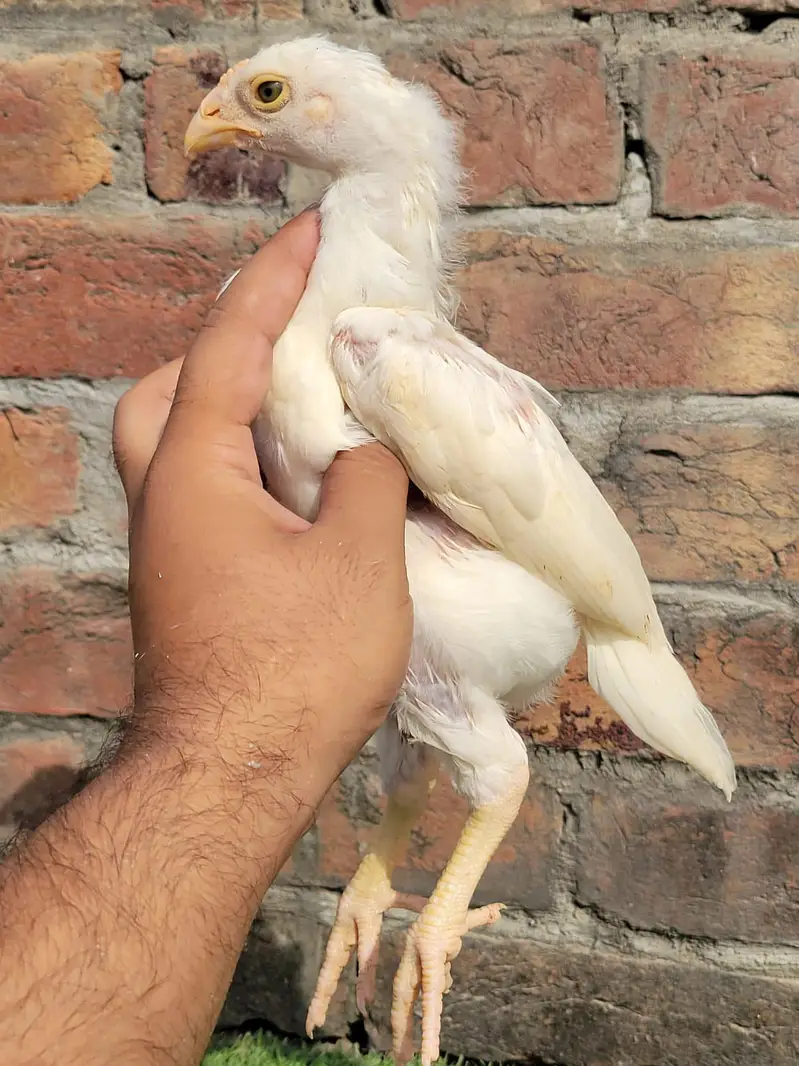 Heera Aseel Chicks ( 03134112977 ) Per piece 3500 — photo 3