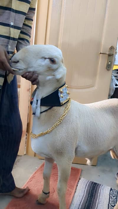 dumba khara