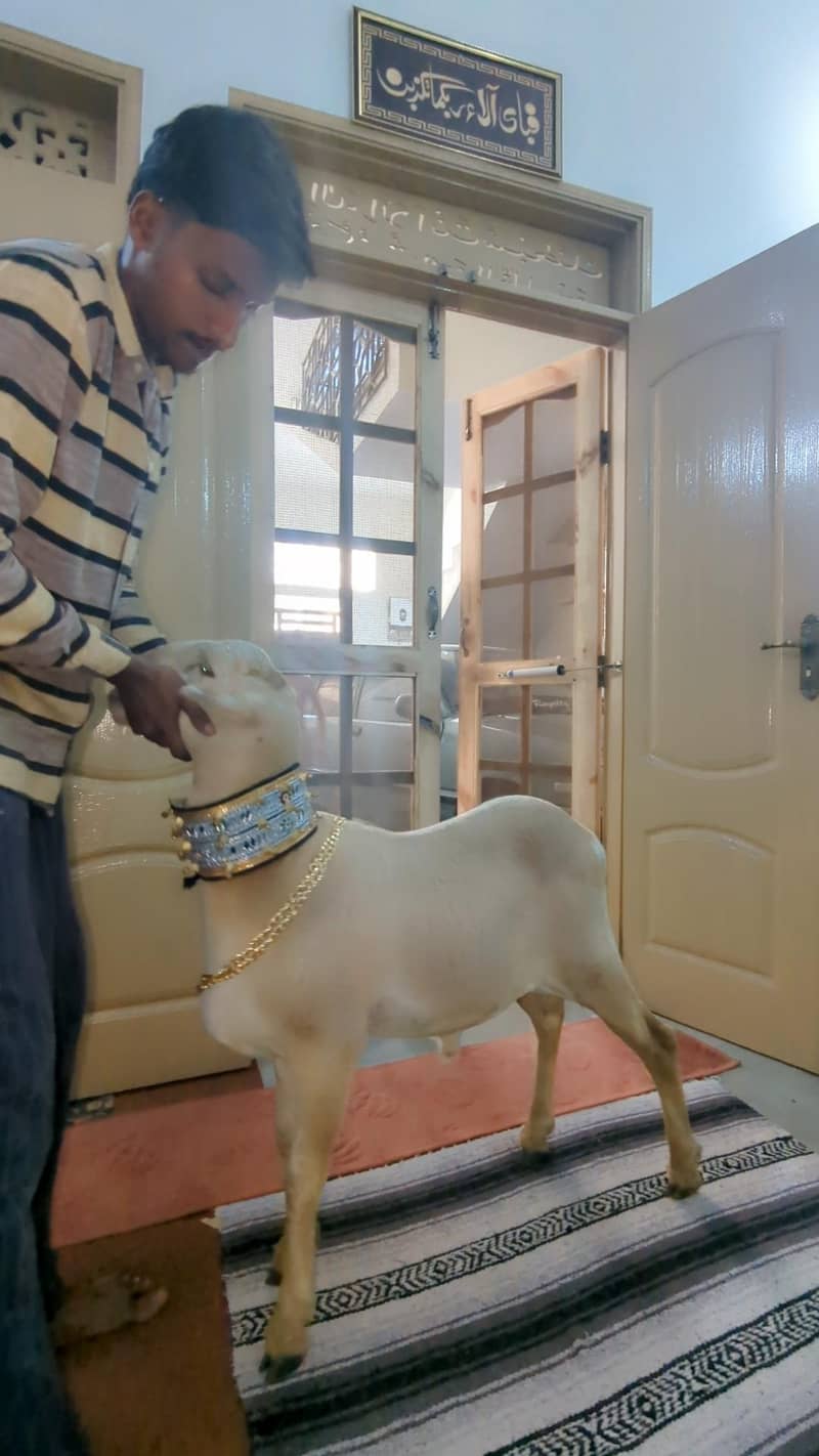dumba khara 1