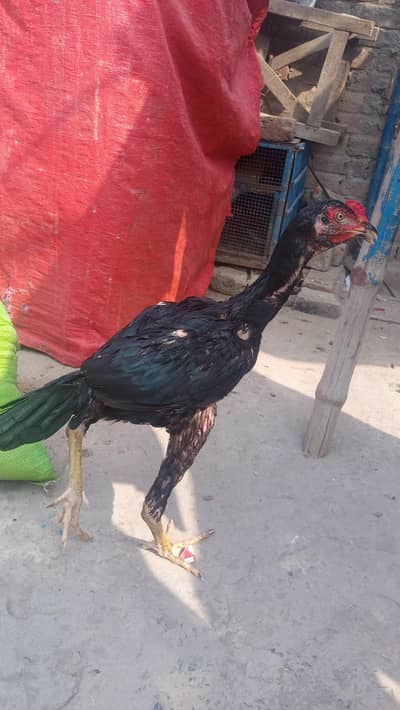 mianwali Pakistani murga
