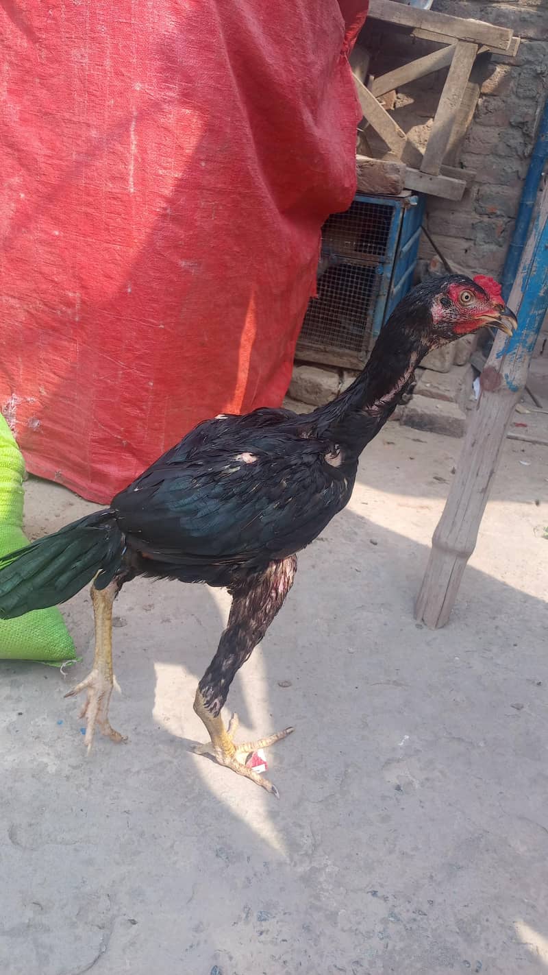 murga Patta 0