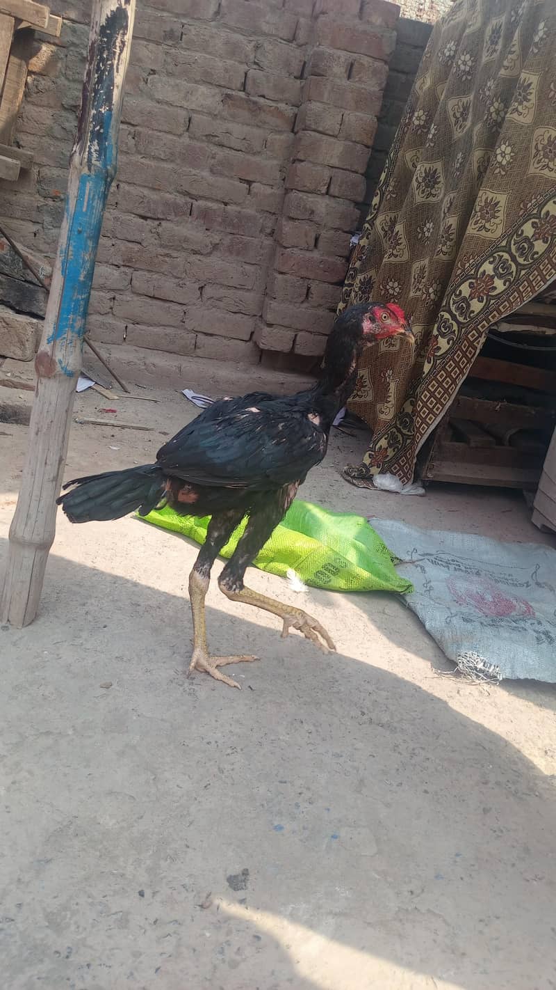 murga Patta 1