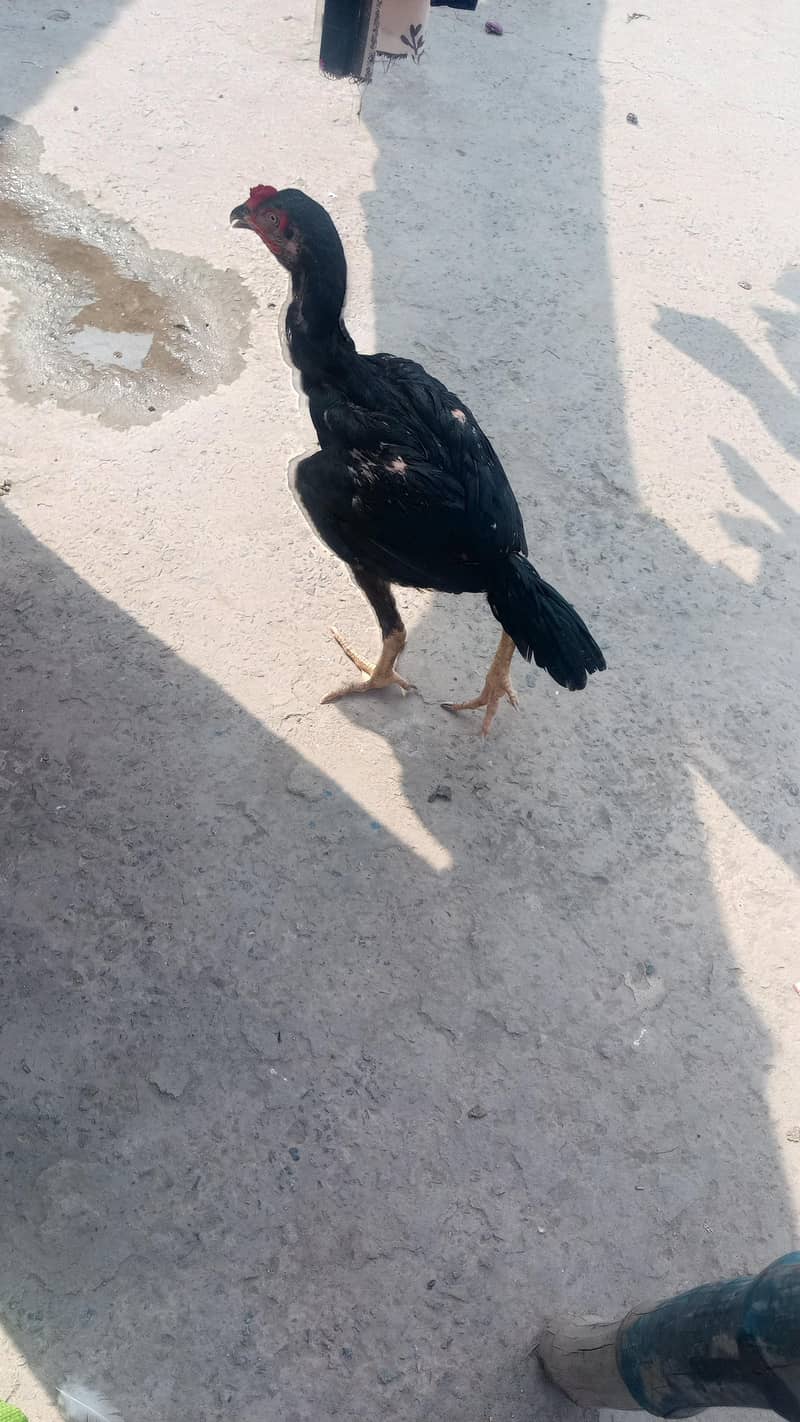 murga Patta 3