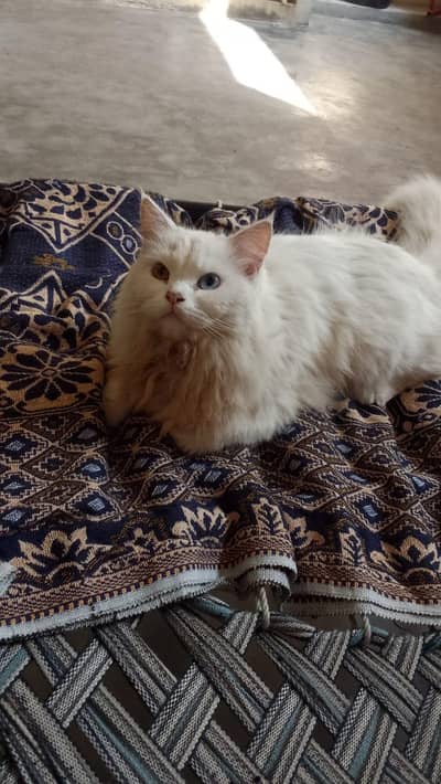 meeshhi