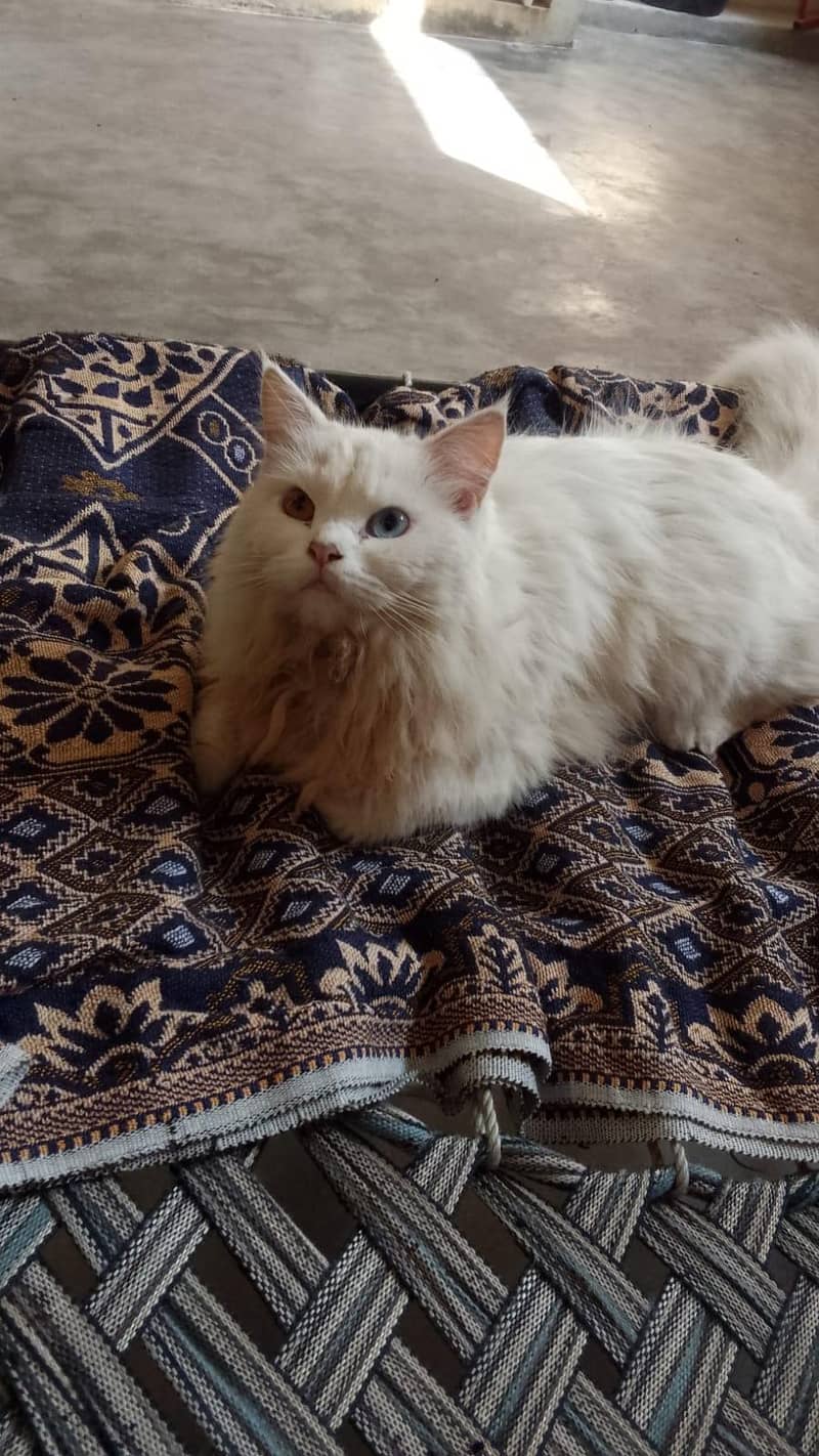 meeshhi 0