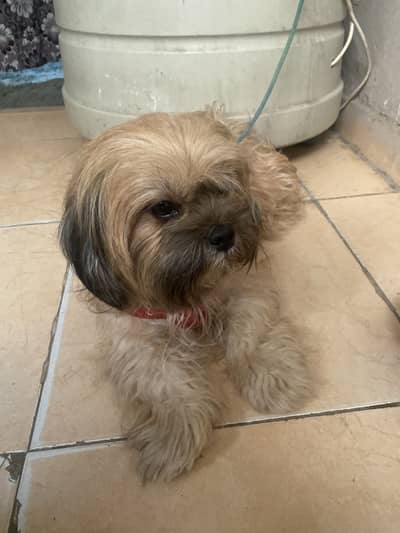 Shidzo dog female