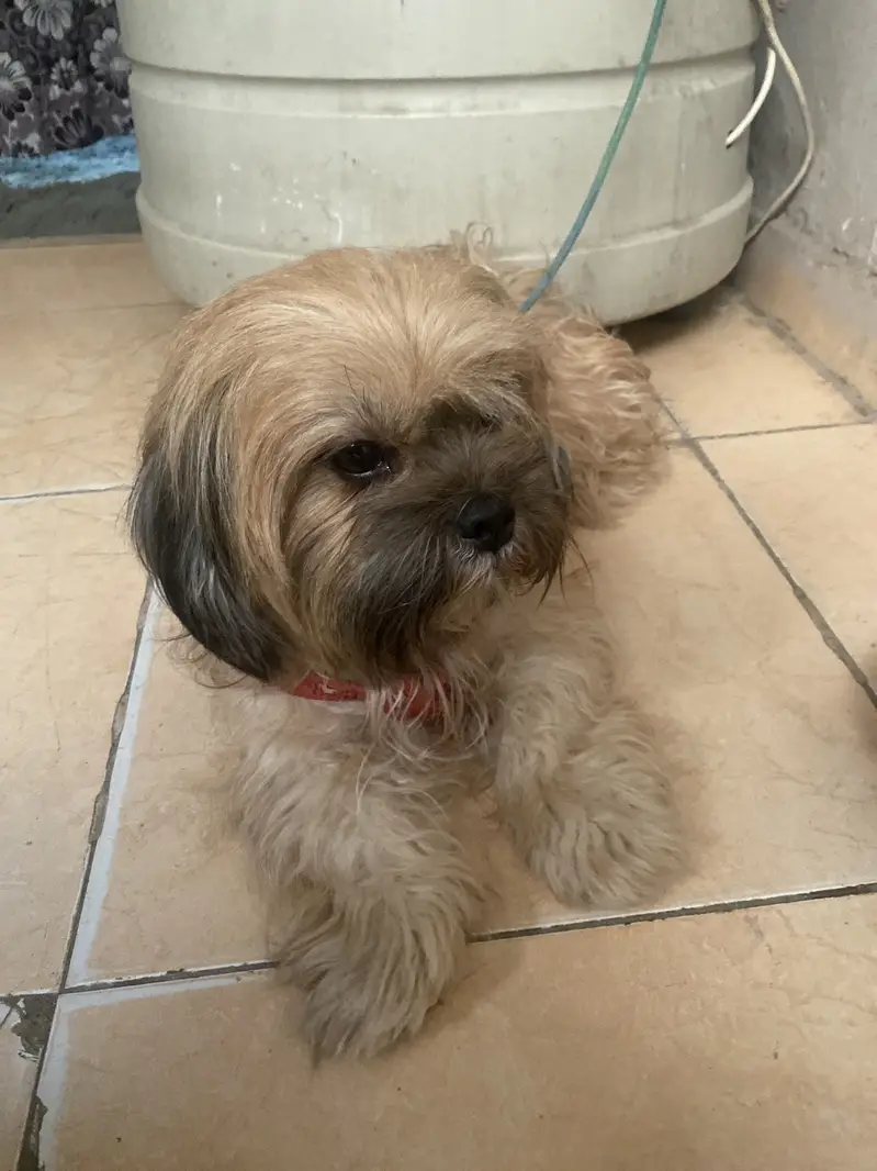 Shihtzu dog | Shihtzu female | pedigree female | shohtzu toy breed