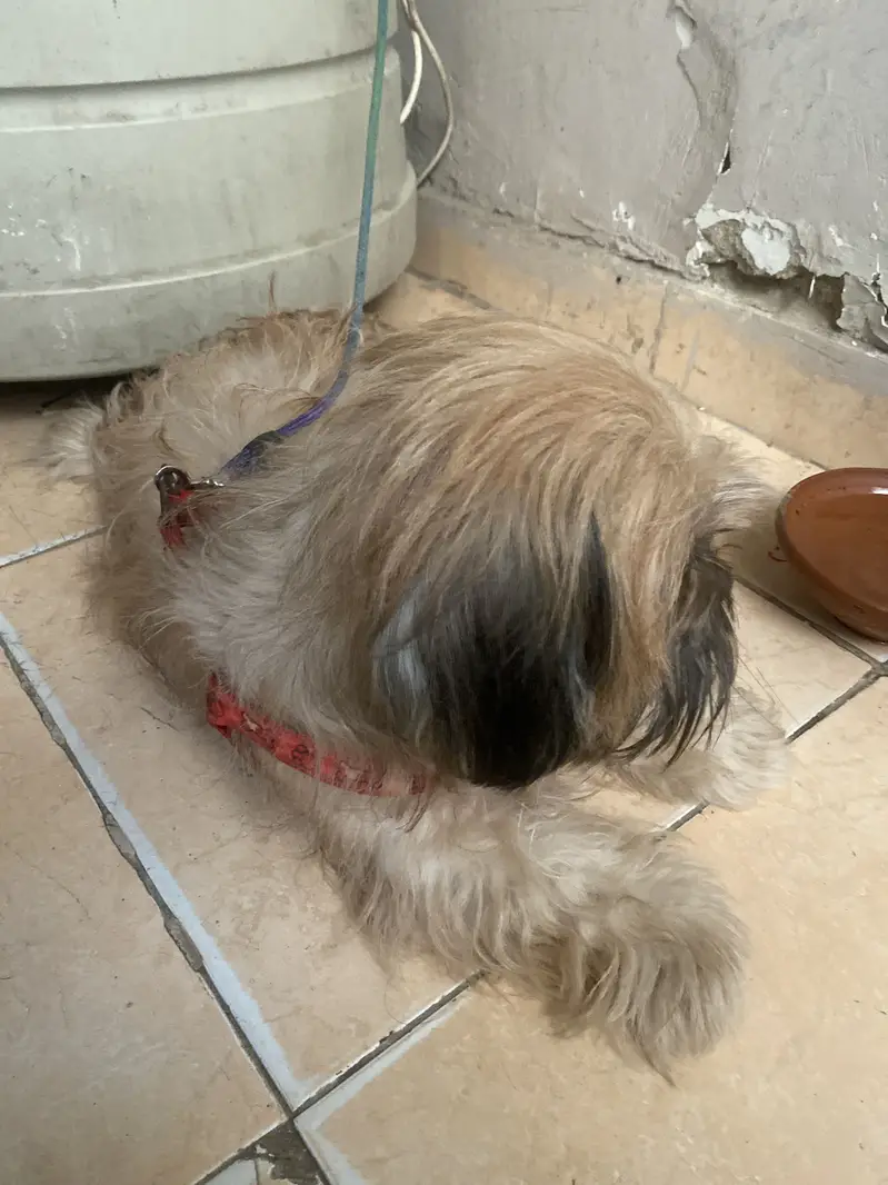Shihtzu dog | Shihtzu female | pedigree female | shohtzu toy breed — photo 2