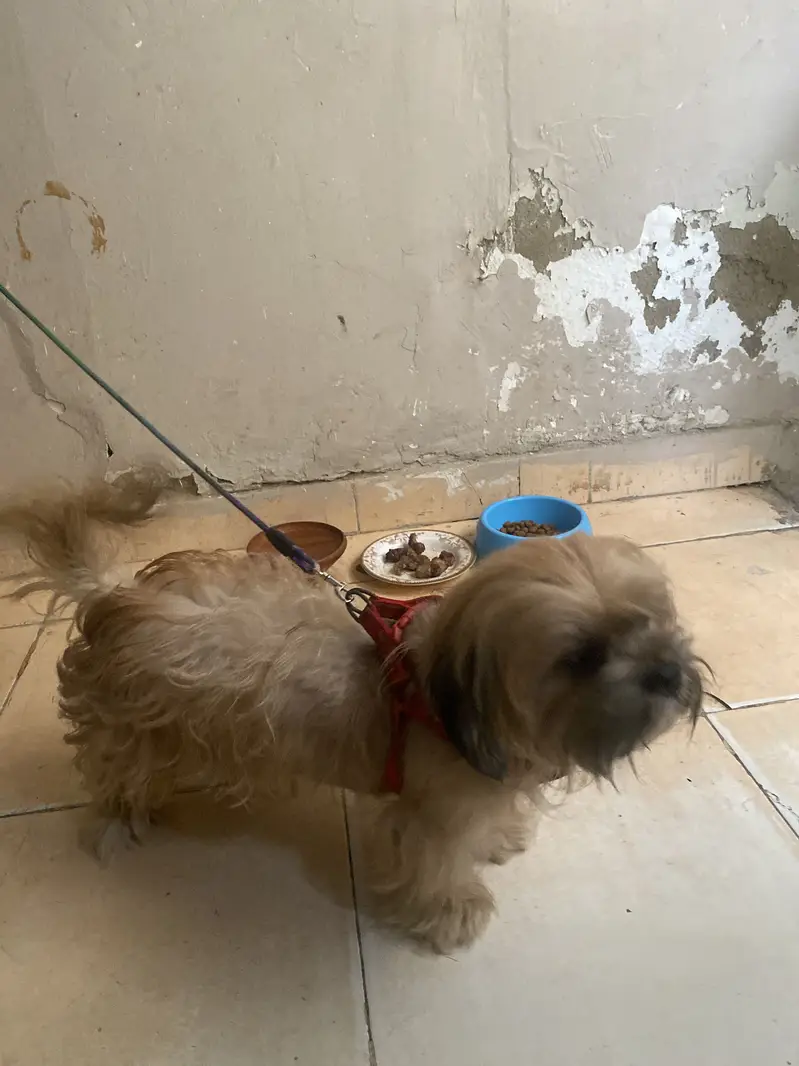 Shihtzu dog | Shihtzu female | pedigree female | shohtzu toy breed — photo 3