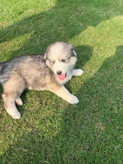 Siberian Husky Male Puppy | 1 Month | Woolly Fluffy Coat | Quality