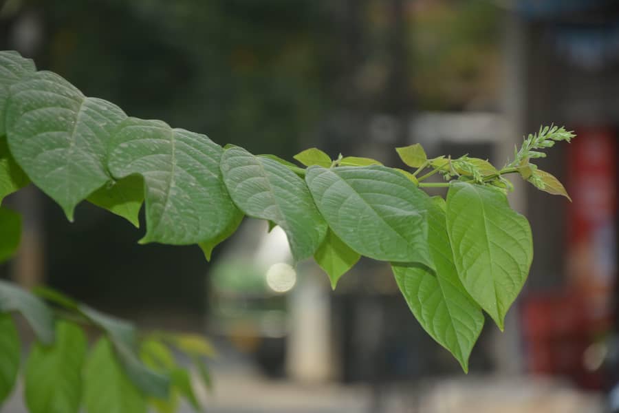Nikon d3300 camera 13