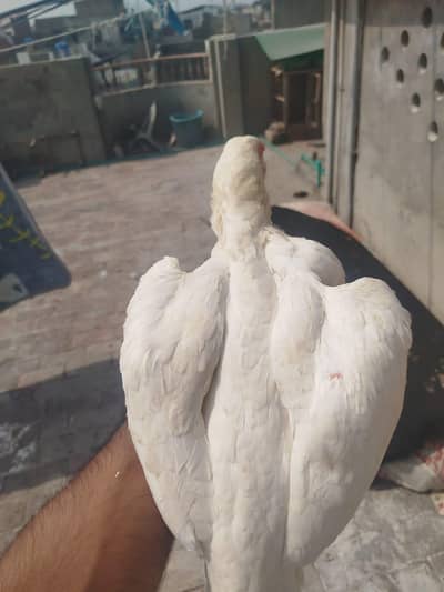 Heera Murgi for Sale