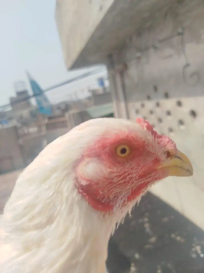 Heera Murgi for Sale — photo 2