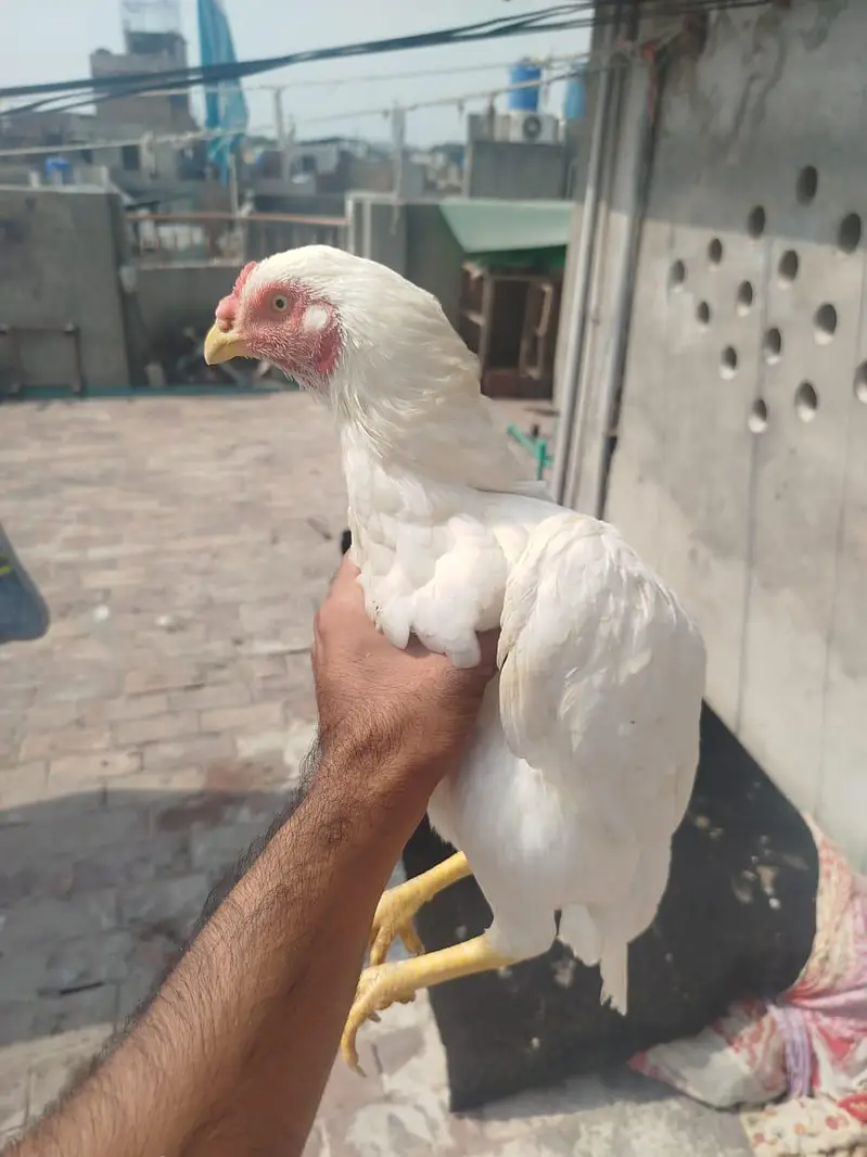Heera Murgi for Sale — photo 3