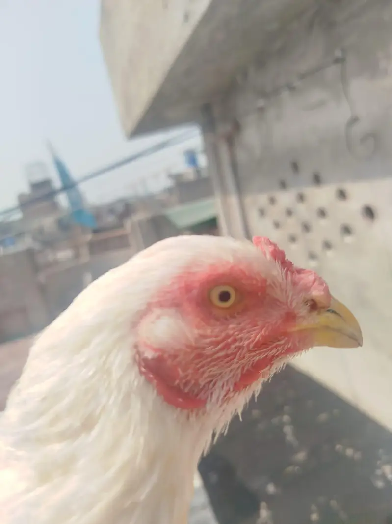 Heera Murgi for Sale — photo 4