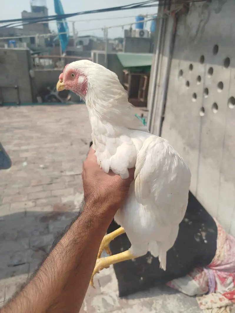 Heera Murgi for Sale — photo 6