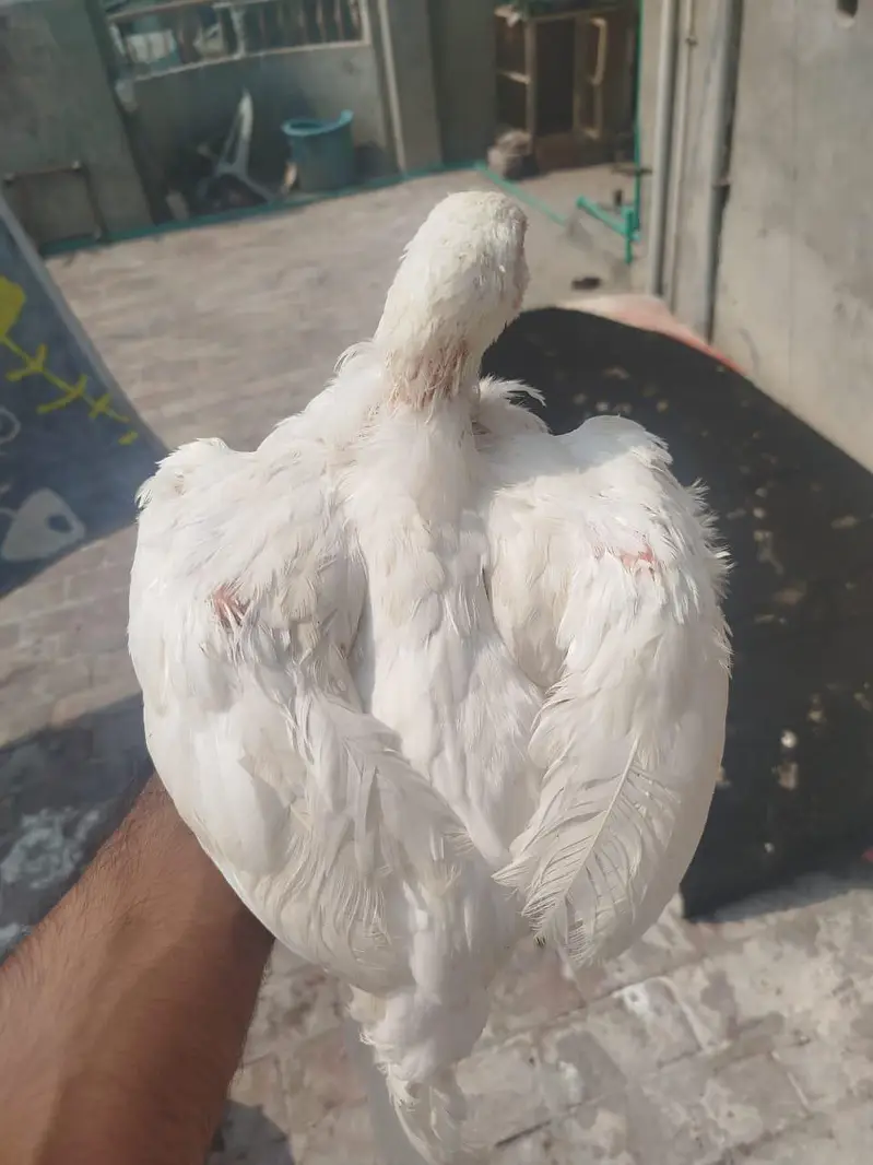 Heera Murgi for Sale — photo 8