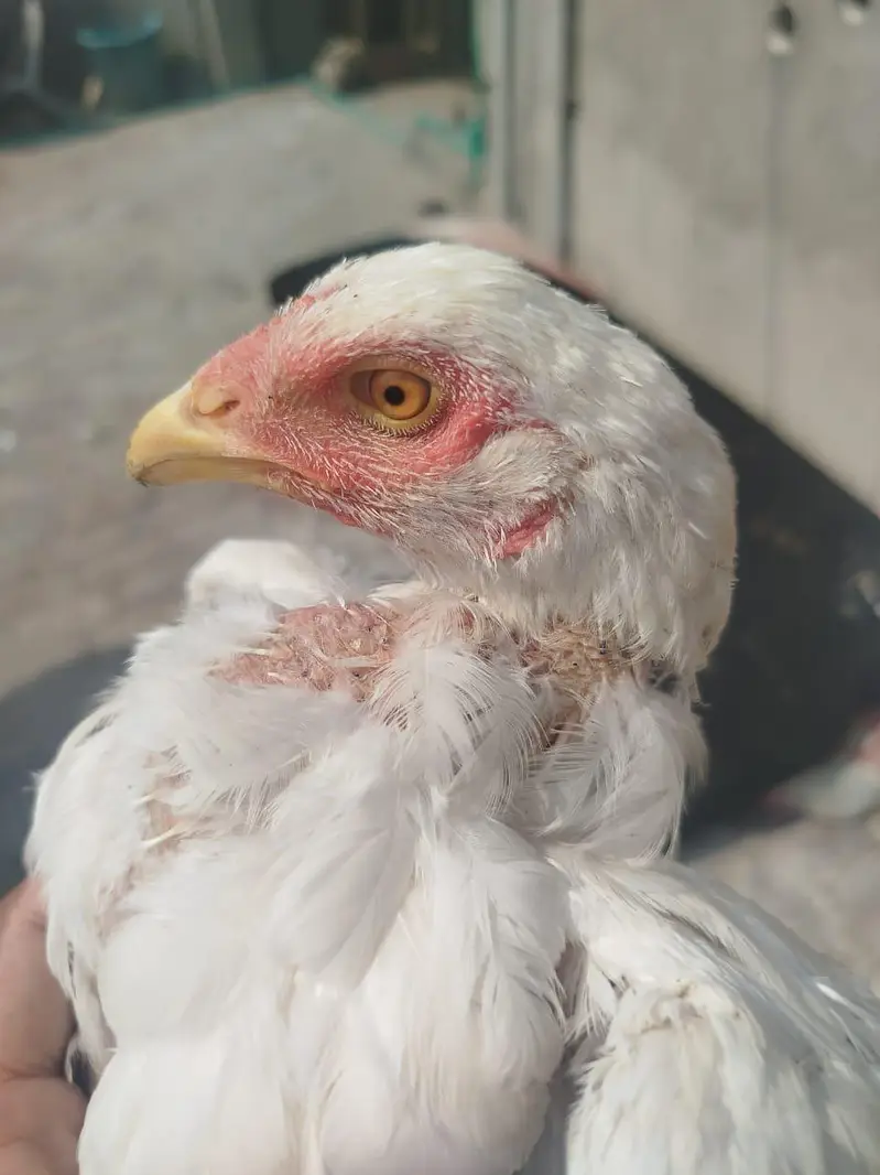 Heera Murgi for Sale — photo 9