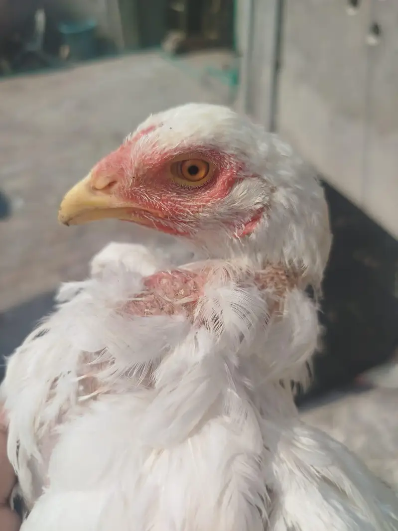 Heera Murgi for Sale — photo 10
