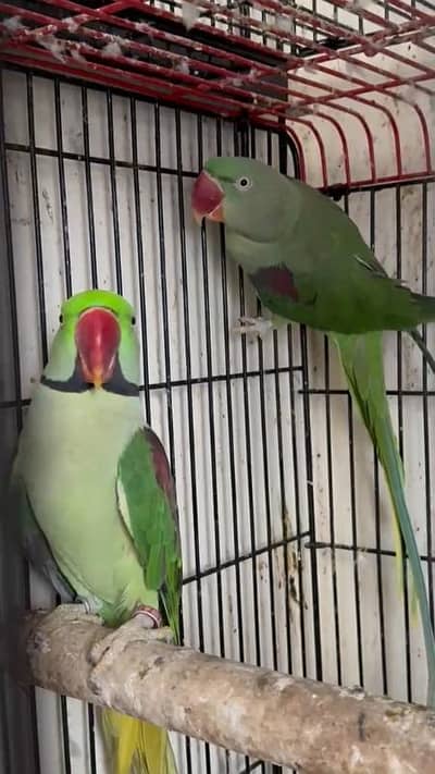 Ringneck Pair | Male & Female | Healthy Adult Pair