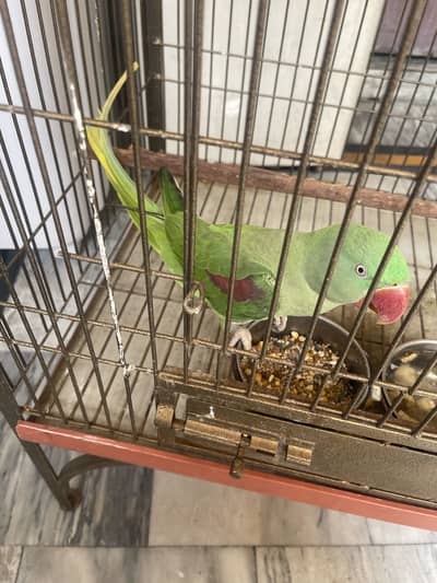 Raw parrot