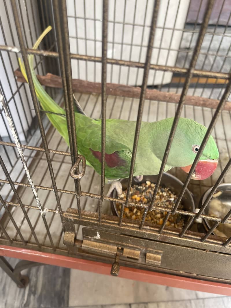 Raw parrot 1
