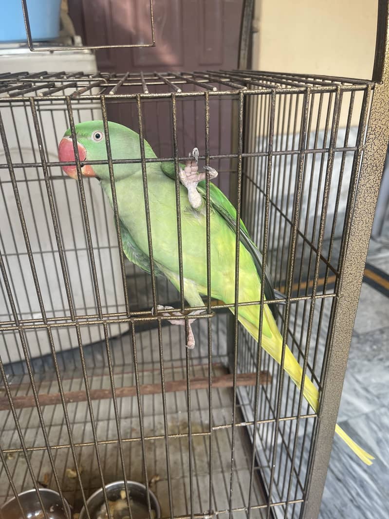 Raw parrot 2