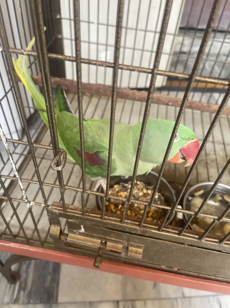Raw parrot — photo 4