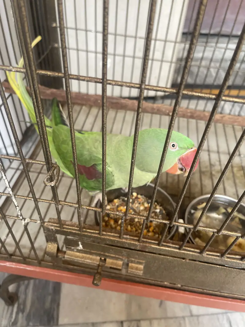 Raw parrot — photo 5