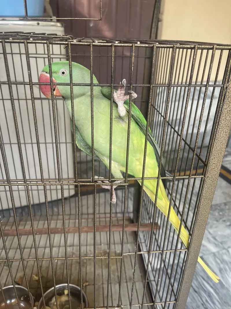 Raw parrot — photo 6