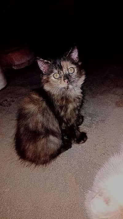 persian cat