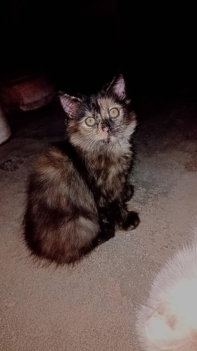 persian cat 0