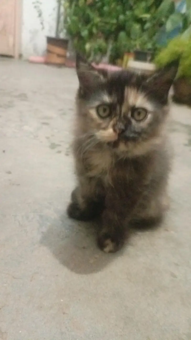 persian cat — photo 2