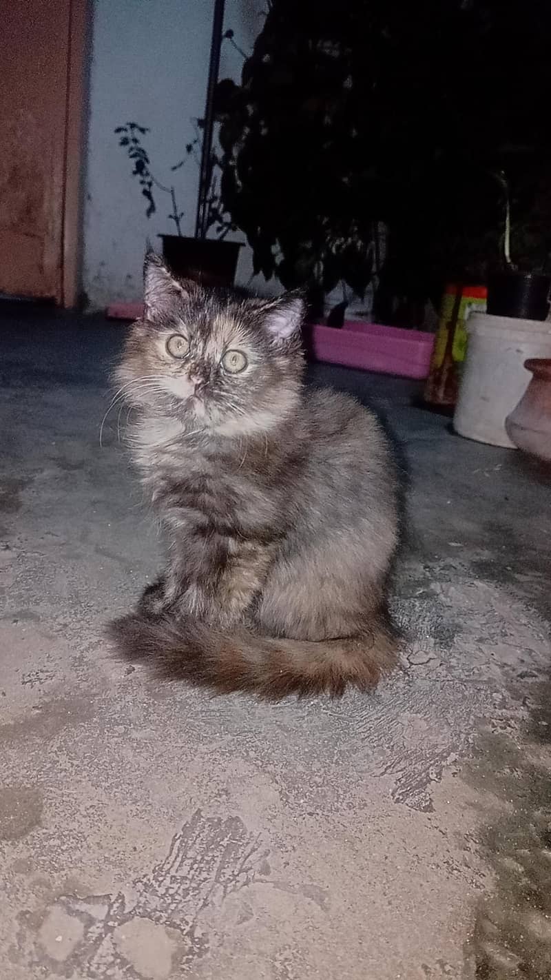 persian cat 2