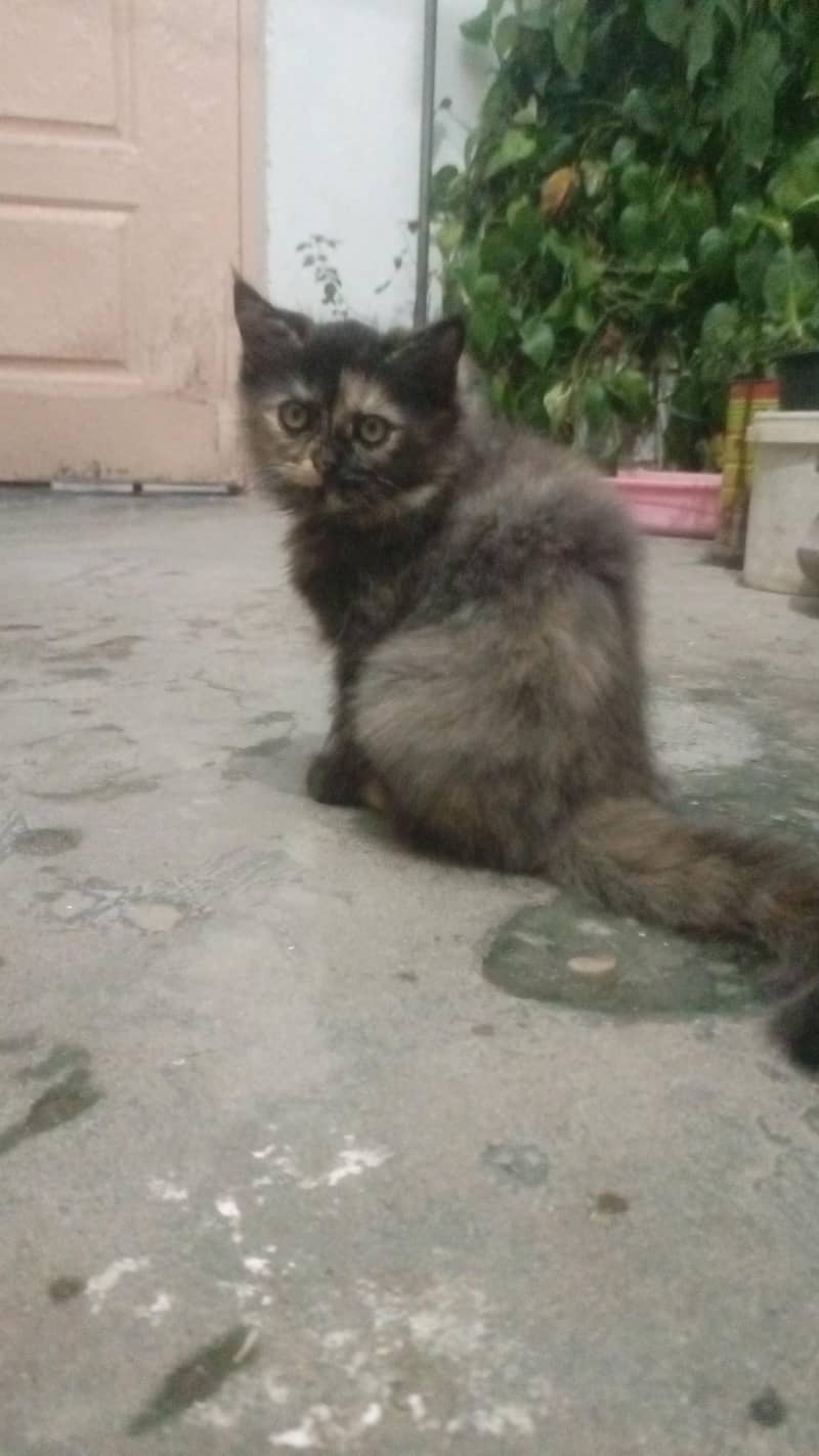 persian cat 3