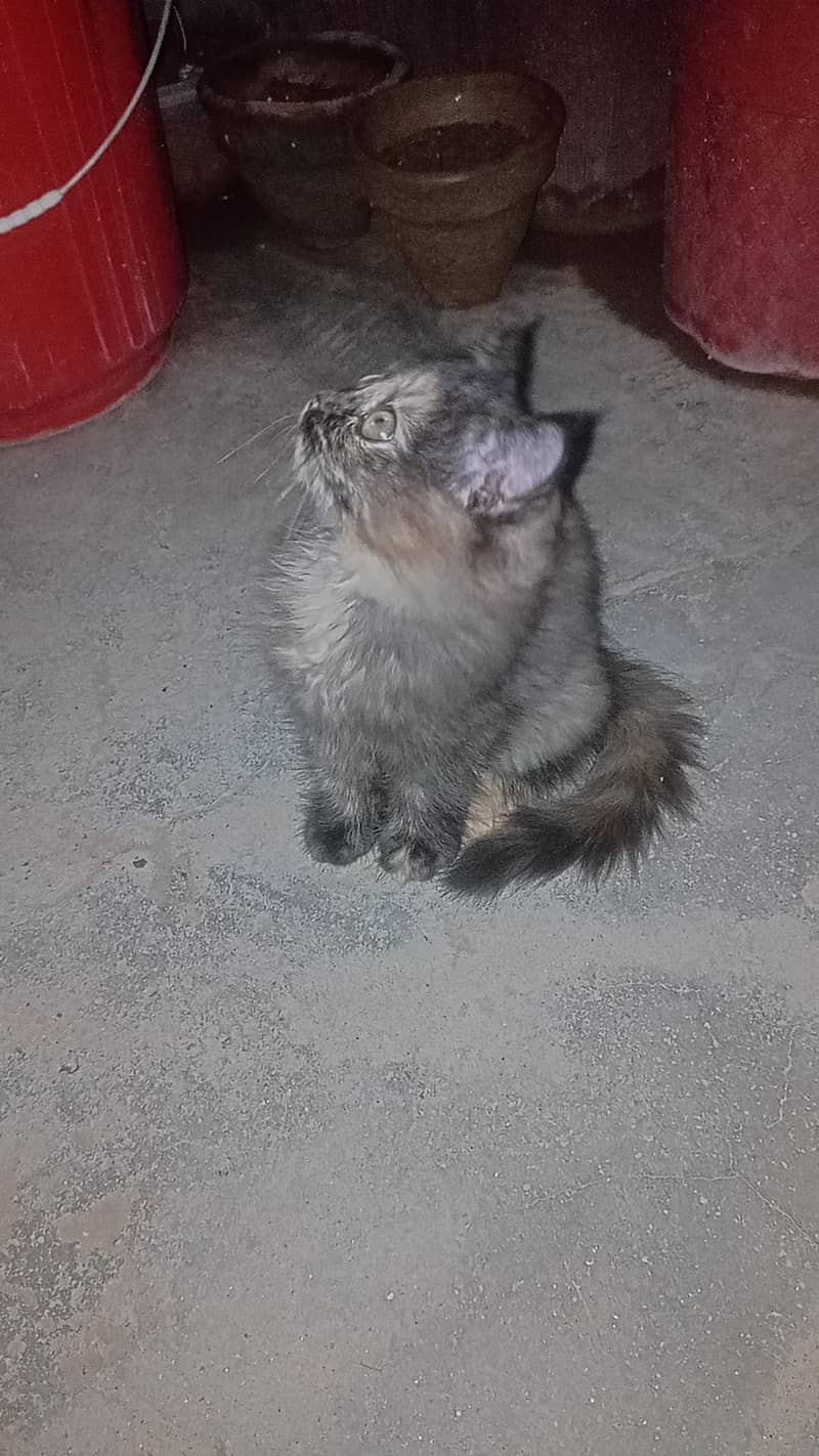 persian cat 4