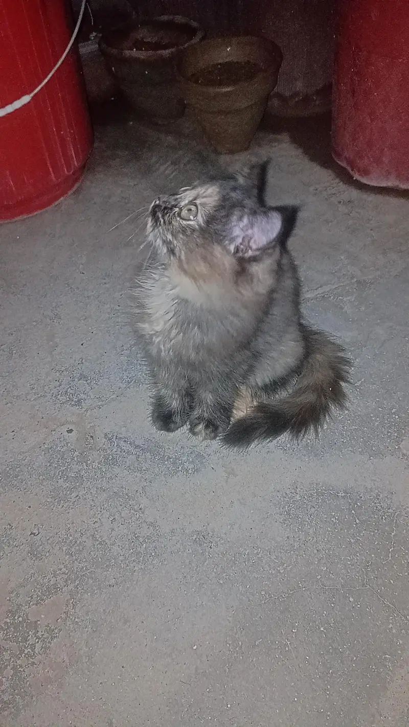 persian cat — photo 5