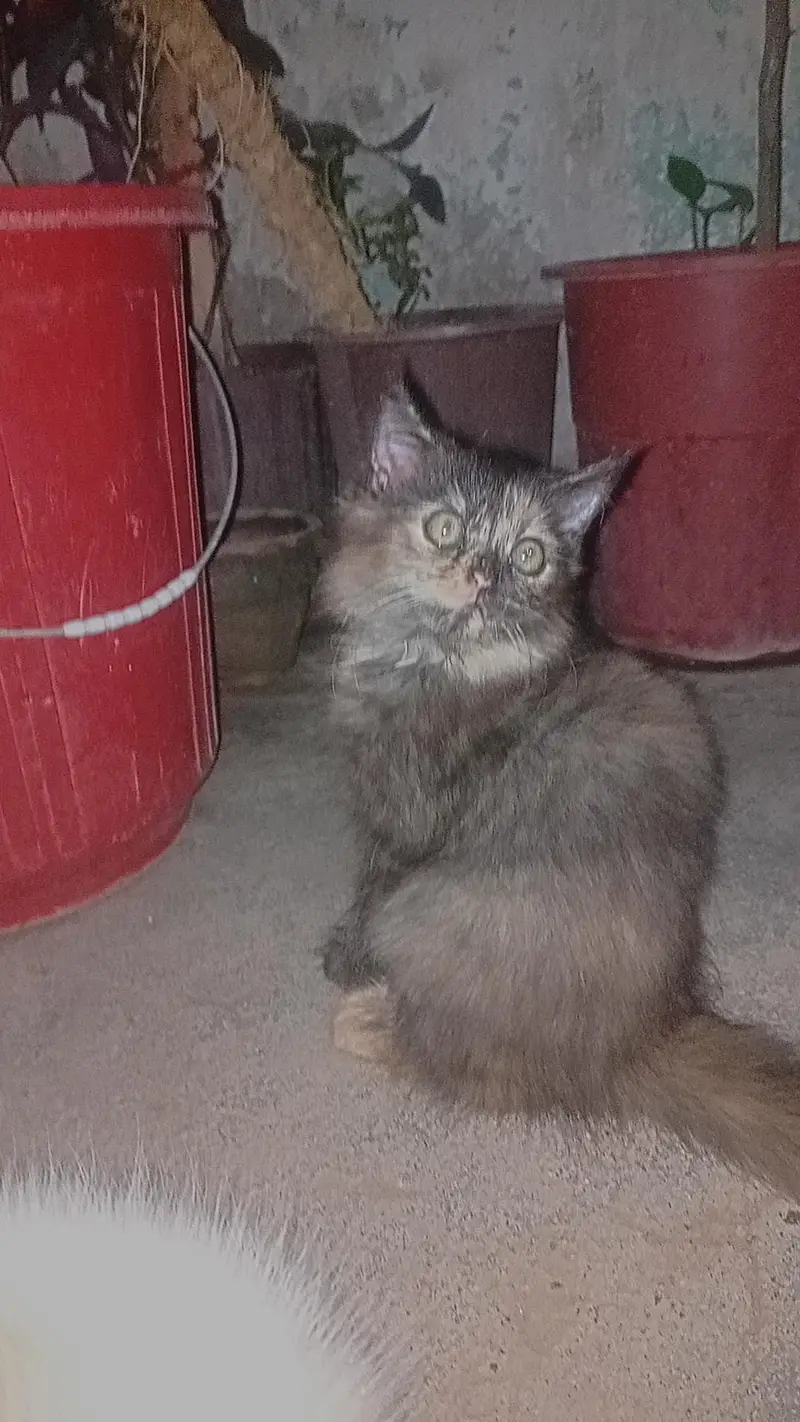 persian cat — photo 6