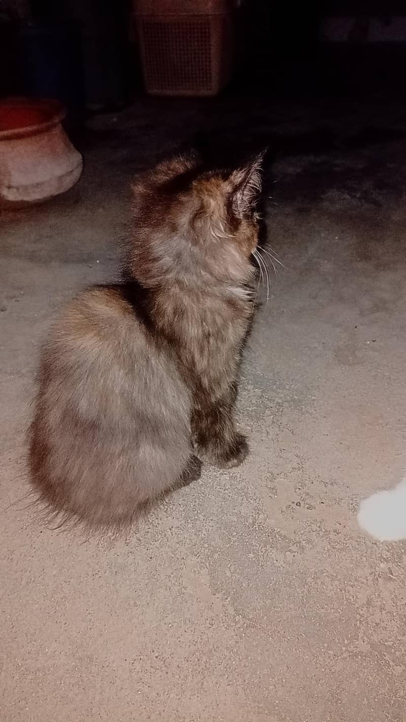 persian cat 6