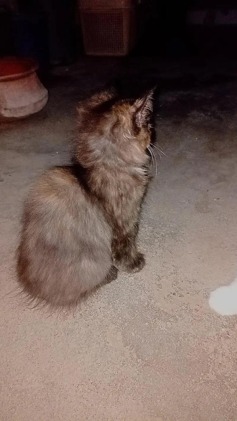 persian cat — photo 7