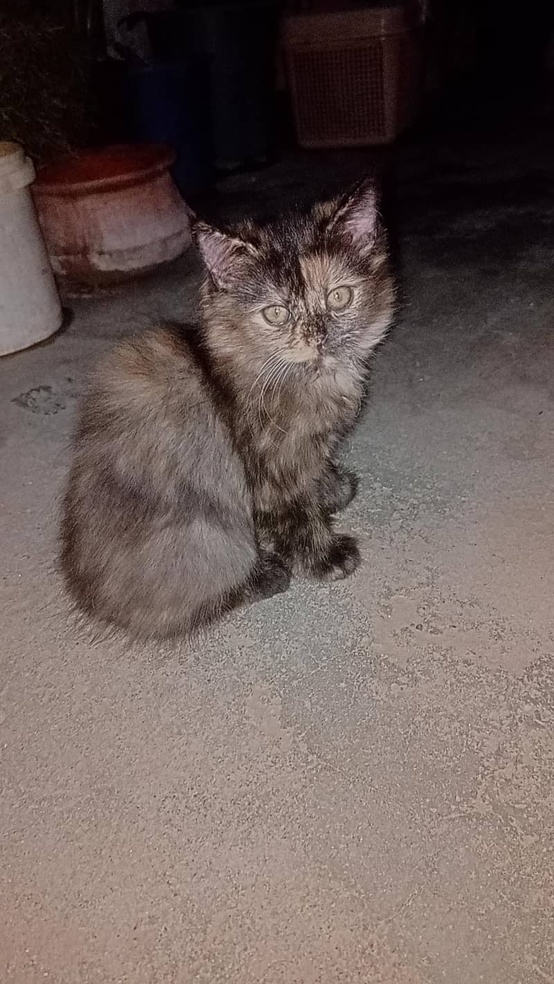 persian cat 7